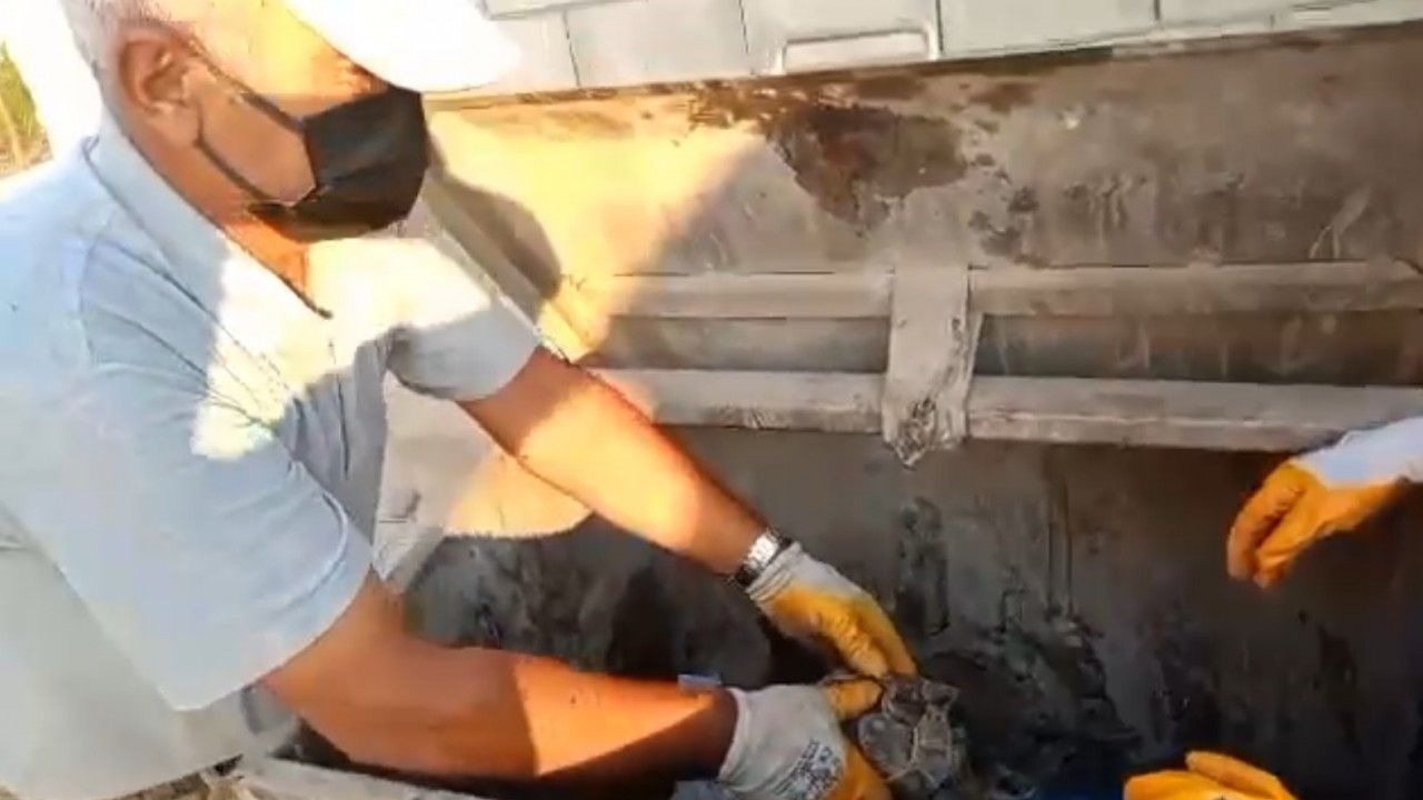 Çöpe atılan kaplumbağayı belediye personeli kurtardı