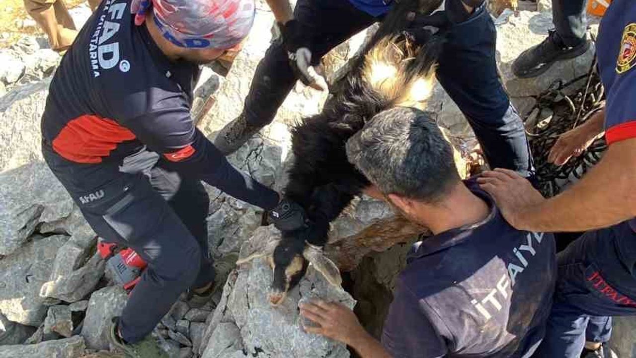 Kayaların arasına sıkışan keçiyi AFAD ve itfaiye ekibi kurtardı
