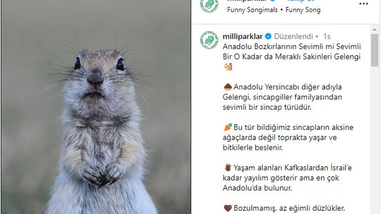 Milli Parklar’ın Anadolu yersincabı paylaşımı beğeni topladı