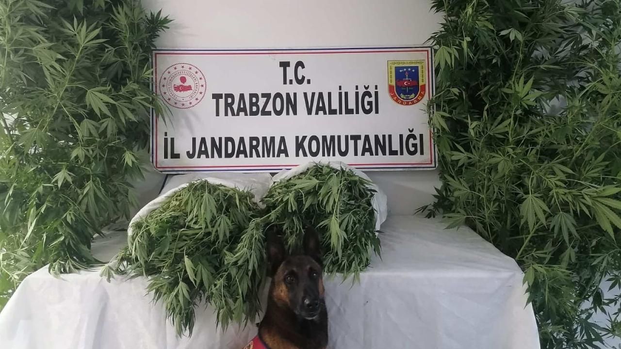 Trabzon'daki Uyuşturucu Operasyonunda 1 Şüpheli Gözaltına Alındı