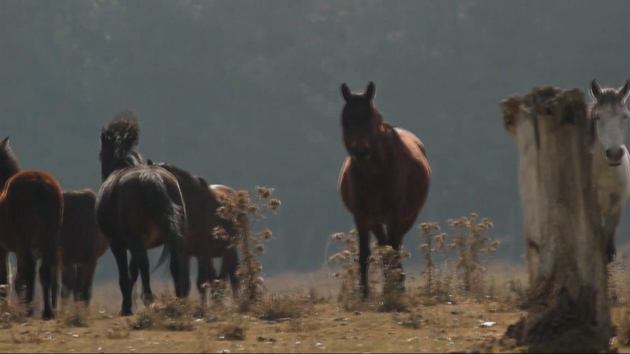 (ÖZEL) Yılkı atları dronlarla 4 mevsim görüntülendi