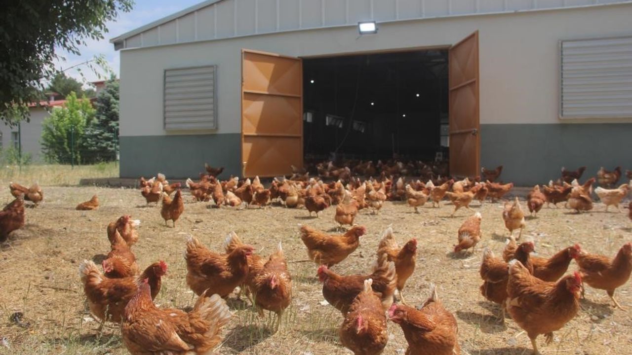 Tavuk üretimi yüzde 8,9 azaldı