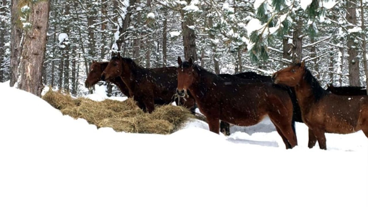 Bolu'da yılkı atları için karla kaplı yaylalarda yem desteği