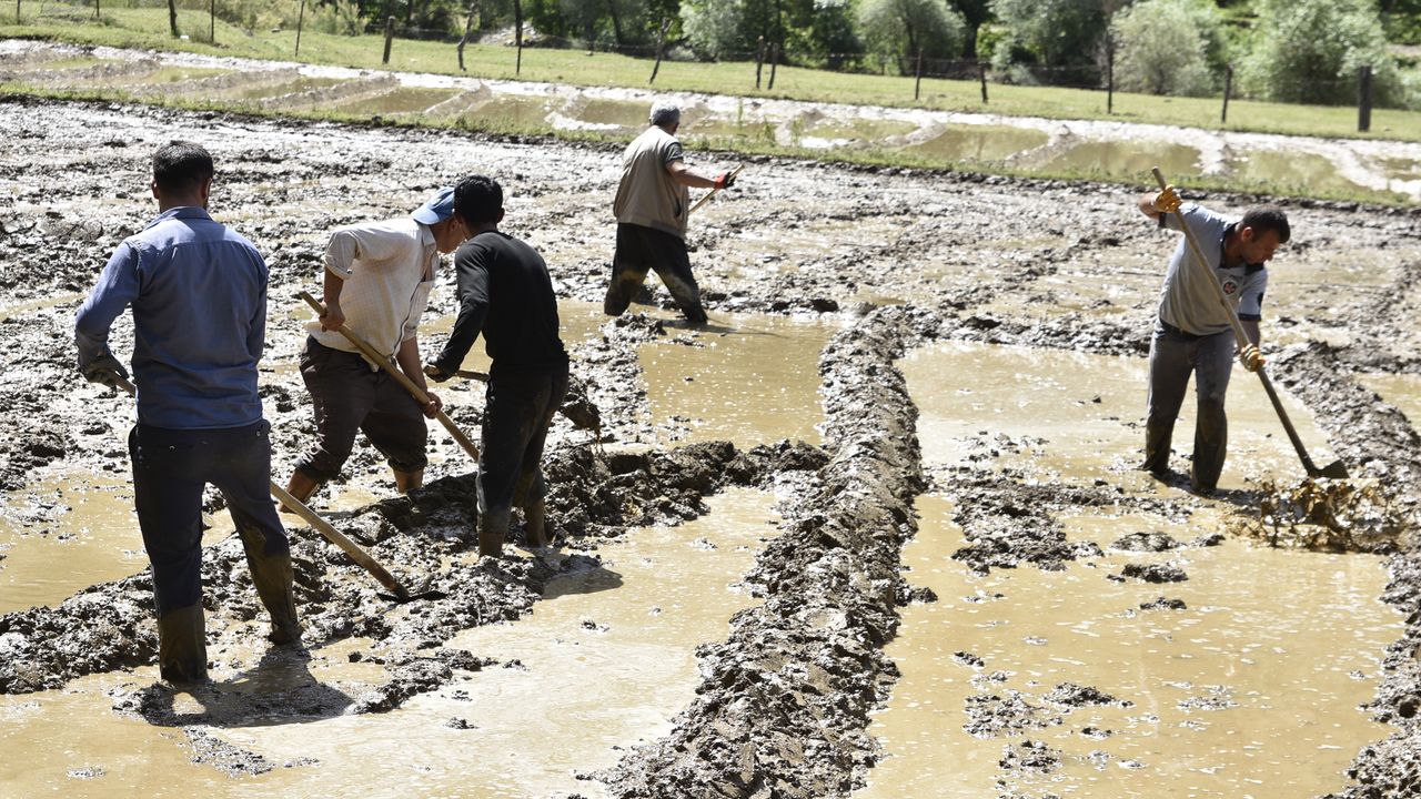 Bitlis'te asırlık çeltik geleneği sürüyor