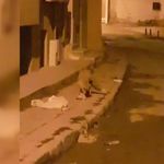 Bayburt'ta Aç Kalan Tilki Şehir Merkezine İndi