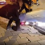 Kan İzlerini Takip Eden Polis Katili Yakaladı