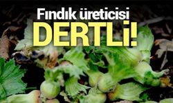 Trabzon'daki Fındık Üreticileri Dertli