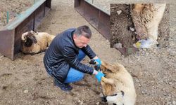 Bayburt'ta 50’den Fazla Koyun Kurt Saldırısından Telef Oldu