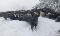 Artvin'de Ani Bastıran Kar Sürü Sahiplerine Zor Anlar Yaşattı