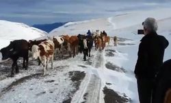 Bayburt'un Karla Kaplı Dağlarından Besicilerin Zorlu Dönüşü