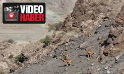 Nesli Koruma Altındaki Yaban Keçileri Yusufeli Karayolunda Görüntülendi