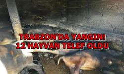 Trabzon'da Çıkan Yangında 1 Kişi Yaralandı, 12 Büyükbaş Hayvan Telef Oldu