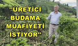 Çay Üreticileri Budamada Muafiyet İstiyor