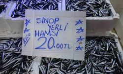 Balıkçı tezgahlarında hamsi bolluğu: Fiyatı 20 TL