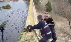 Baraja düşen köpek itfaiye erlerince kurtarıldı