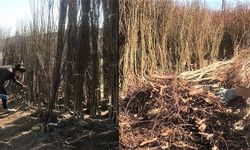 Iğdır’da açıkta ve araç üzerinde fidan satışı yasaklandı