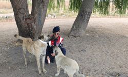 Jandarma ekipleri sahipsiz köpeklere reflektörlü tasma takıyor