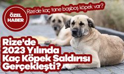 Rize'de Köpek Saldırısı Vakaları Artıyor