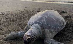 Sahile ölü Caretta deniz kaplumbağası vurdu