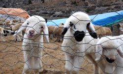 Bayburt'ta Süt Kuzuları Günde 2 Defa Anneleriyle Buluşturuluyor
