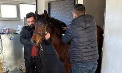 Beyşehir’de rahvan atlara sağlık taraması