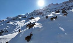 Bayburt’ta Karlı Arazide Dağ Keçilerinin Güzelliği Görüntülendi