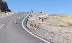 Çukurca’da dağ keçileri sürü halinde görüntülendi