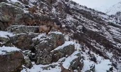 Bayburt'ta Dağları Süsleyen Dağ Keçileri Drone ile Görüntülendi