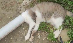 Samandağ’da boruya sıkışan kedi kurtarıldı