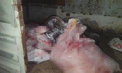 Sultangazi’de at eti baskını: Kamyonetten at eti çıktı, ahırda ise 3 at bulundu