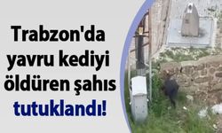 Trabzon'da Yavru Kediyi Tekmeleyerek Öldürdüğü Öne Sürülen Kişi Tutuklandı