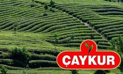 ÇAYKUR, Organik Çay Fark Ücreti Ödemelerini Dekar Başına Yapacak