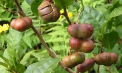 Rize'de Çay Tohumu Yağı Fabrikası Kurulacak