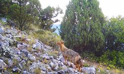 Keles'te yaban hayvanları fotokapanla görüntülendi