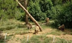 Barınaktan kaçan bozayı, 5'inci günde termal kameralarla aranıyor