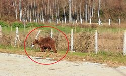 Barınaktan kaçan bozayı, 8 gün sonra ormanda yakalandı / Ek fotoğraflar