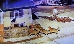 Çoban köpeği, kurt sürüsüne tek başına karşı koydu