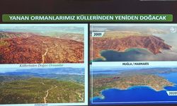 Muğla'da orman yangınlarının yüzde 59'u insan kaynaklı