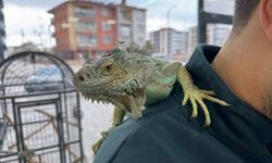 Müşterilerini, omzunda iguana ile tıraş ediyor