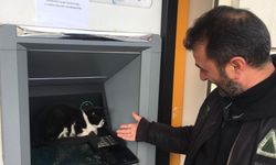 Soğukta ATM'ye sığınan kedi, işlem için gelenleri bekletti