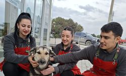 Sokak köpeklerinin yağmurlu havada girdiği kafe, yaşam alanları oldu