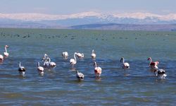 Eğirdir Gölü'nde kışlayan flamingoların vücutlarında buz sarkıtları oluştu