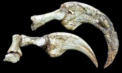 Kanada'da bilim insanları, 'iki parmaklı yeni dinozor türü' keşfetti