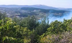Manisa'da 1 hektar orman yandı