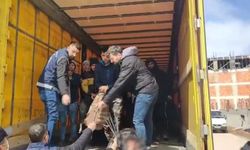 Amasya’da TIR’ın dorsesinden 10 kaçak göçmen çıktı; 1 gözaltı