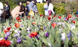 Dünyanın en büyük lale bahçelerinden ‘Keukenhof’ ziyarete açıldı