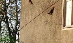Evin duvarında gezinen sincaplar görüntülendi