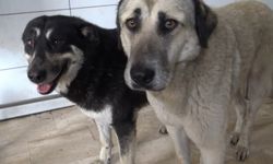 İstanbul - Avcılar'da zehirlendiği iddia edilen 2 köpek kurtarıldı