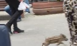 Yavru yaban domuzu iş yerine daldı; o anlar kamerada