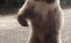 Akşam karpuz verdikleri bozayı sabah geri geldi